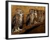 Five Great Horned Owls-null-Framed Photographic Print