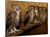 Five Great Horned Owls-null-Mounted Photographic Print