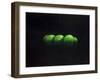 Five Green Apples-Lincoln Seligman-Framed Giclee Print