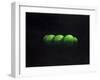 Five Green Apples-Lincoln Seligman-Framed Giclee Print