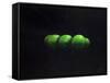 Five Green Apples-Lincoln Seligman-Framed Stretched Canvas