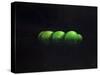 Five Green Apples-Lincoln Seligman-Stretched Canvas