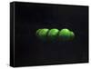 Five Green Apples-Lincoln Seligman-Framed Stretched Canvas