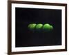 Five Green Apples-Lincoln Seligman-Framed Giclee Print