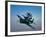 Five Grumman F8F Bearcats in Formation-Stocktrek Images-Framed Photographic Print