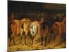 Five Horses Viewed from the Back-Théodore Géricault-Mounted Giclee Print