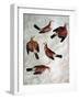 Five Jays-Antonio Pisani Pisanello-Framed Giclee Print