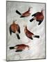 Five Jays-Antonio Pisani Pisanello-Mounted Giclee Print