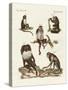 Five Kinds of Monkeys-null-Stretched Canvas