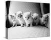 Five Kittens-Kim Levin-Stretched Canvas