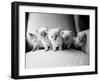 Five Kittens-Kim Levin-Framed Photographic Print