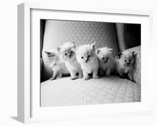 Five Kittens-Kim Levin-Framed Photographic Print
