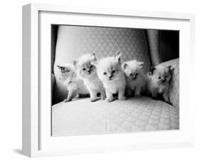 Five Kittens-Kim Levin-Framed Photographic Print