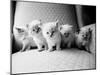 Five Kittens-Kim Levin-Mounted Photographic Print