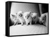 Five Kittens-Kim Levin-Framed Stretched Canvas