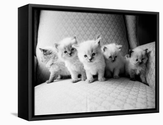 Five Kittens-Kim Levin-Framed Stretched Canvas