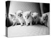 Five Kittens-Kim Levin-Stretched Canvas