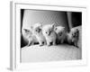 Five Kittens-Kim Levin-Framed Photographic Print