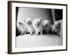 Five Kittens-Kim Levin-Framed Photographic Print