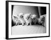 Five Kittens-Kim Levin-Framed Photographic Print