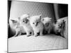 Five Kittens-Kim Levin-Mounted Photographic Print