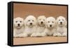 Five Labradoodle Puppies, 9 Weeks-Mark Taylor-Framed Stretched Canvas