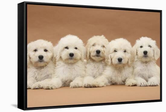 Five Labradoodle Puppies, 9 Weeks-Mark Taylor-Framed Stretched Canvas