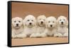 Five Labradoodle Puppies, 9 Weeks-Mark Taylor-Framed Stretched Canvas