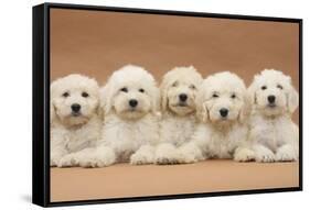 Five Labradoodle Puppies, 9 Weeks-Mark Taylor-Framed Stretched Canvas