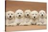 Five Labradoodle Puppies, 9 Weeks-Mark Taylor-Stretched Canvas