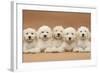 Five Labradoodle Puppies, 9 Weeks-Mark Taylor-Framed Photographic Print