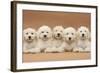 Five Labradoodle Puppies, 9 Weeks-Mark Taylor-Framed Photographic Print