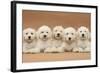 Five Labradoodle Puppies, 9 Weeks-Mark Taylor-Framed Photographic Print