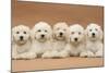 Five Labradoodle Puppies, 9 Weeks-Mark Taylor-Mounted Photographic Print