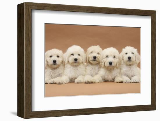 Five Labradoodle Puppies, 9 Weeks-Mark Taylor-Framed Photographic Print