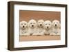 Five Labradoodle Puppies, 9 Weeks-Mark Taylor-Framed Photographic Print