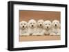 Five Labradoodle Puppies, 9 Weeks-Mark Taylor-Framed Photographic Print