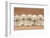 Five Labradoodle Puppies, 9 Weeks-Mark Taylor-Framed Photographic Print