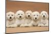 Five Labradoodle Puppies, 9 Weeks-Mark Taylor-Mounted Photographic Print