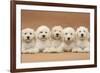 Five Labradoodle Puppies, 9 Weeks-Mark Taylor-Framed Photographic Print