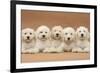 Five Labradoodle Puppies, 9 Weeks-Mark Taylor-Framed Photographic Print