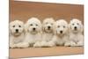 Five Labradoodle Puppies, 9 Weeks-Mark Taylor-Mounted Photographic Print