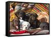 Five Labrador Retriever Puppies of All Colors on Southwestern Blankets-Zandria Muench Beraldo-Framed Stretched Canvas