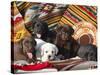 Five Labrador Retriever Puppies of All Colors on Southwestern Blankets-Zandria Muench Beraldo-Stretched Canvas