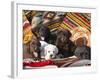 Five Labrador Retriever Puppies of All Colors on Southwestern Blankets-Zandria Muench Beraldo-Framed Photographic Print