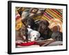 Five Labrador Retriever Puppies of All Colors on Southwestern Blankets-Zandria Muench Beraldo-Framed Photographic Print