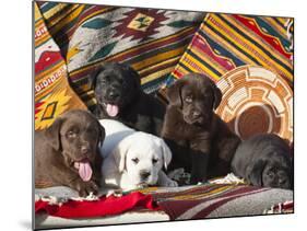 Five Labrador Retriever Puppies of All Colors on Southwestern Blankets-Zandria Muench Beraldo-Mounted Photographic Print