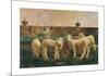 Five Lambs, 1988-Richard Yaco-Mounted Art Print