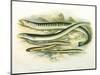 Five Lampreys, 1879-A.f. Lydon-Mounted Giclee Print