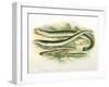 Five Lampreys, 1879-A.f. Lydon-Framed Giclee Print